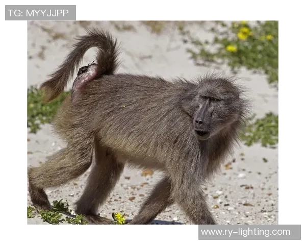 足球明星狒狒的真实身份揭秘及其在足球界的传奇故事